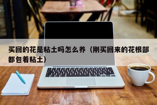 买回的花是粘土吗怎么养（刚买回来的花根部都包着粘土）