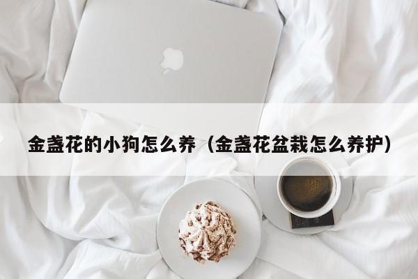 金盏花的小狗怎么养（金盏花盆栽怎么养护）