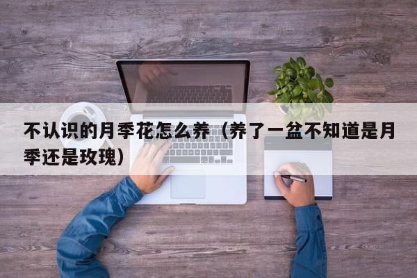 不认识的月季花怎么养（养了一盆不知道是月季还是玫瑰）