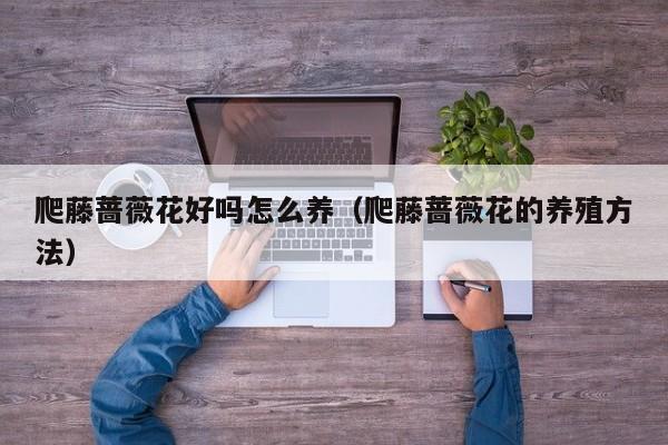 爬藤蔷薇花好吗怎么养（爬藤蔷薇花的养殖方法）