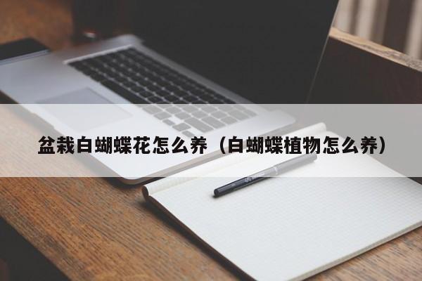 盆栽白蝴蝶花怎么养（白蝴蝶植物怎么养）