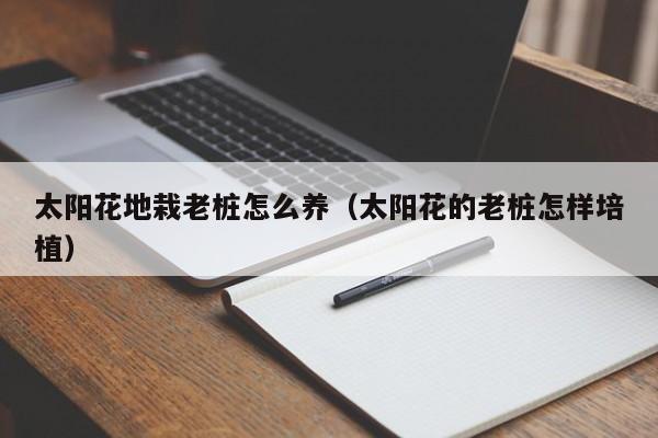 太阳花地栽老桩怎么养（太阳花的老桩怎样培植）