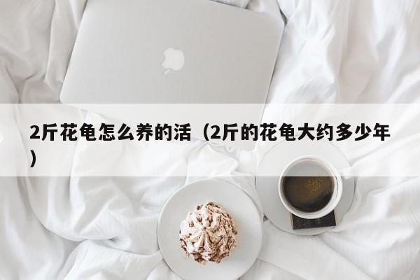 2斤花龟怎么养的活（2斤的花龟大约多少年）