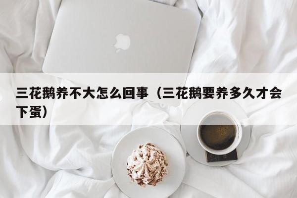 三花鹅养不大怎么回事（三花鹅要养多久才会下蛋）