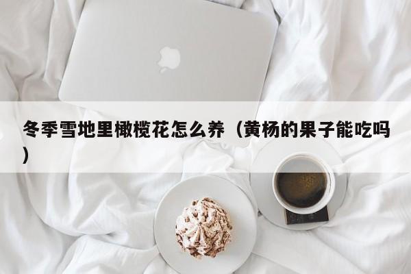 冬季雪地里橄榄花怎么养（黄杨的果子能吃吗）