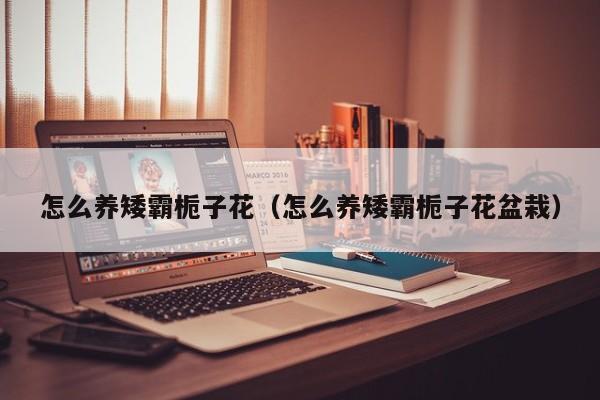 怎么养矮霸栀子花（怎么养矮霸栀子花盆栽）