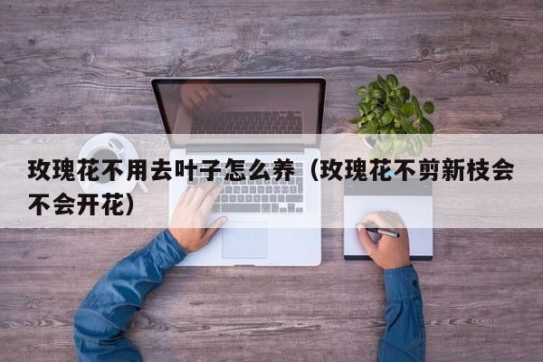 玫瑰花不用去叶子怎么养（玫瑰花不剪新枝会不会开花）