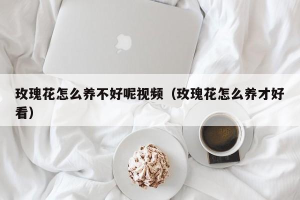 玫瑰花怎么养不好呢视频（玫瑰花怎么养才好看）