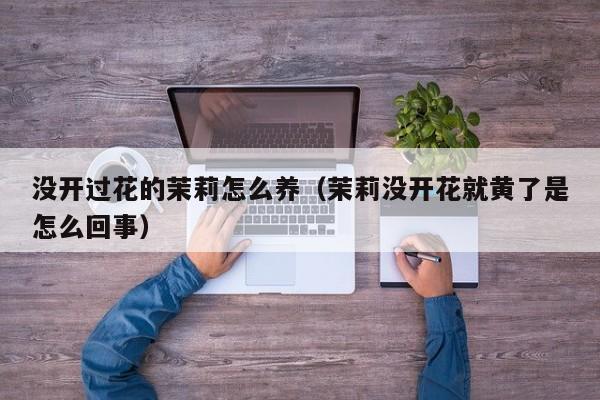 没开过花的茉莉怎么养（茉莉没开花就黄了是怎么回事）