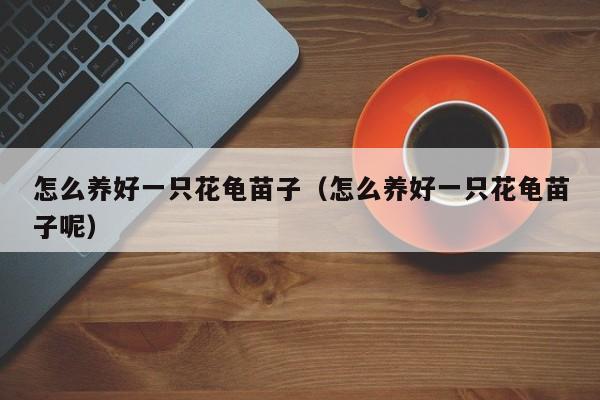 怎么养好一只花龟苗子（怎么养好一只花龟苗子呢）