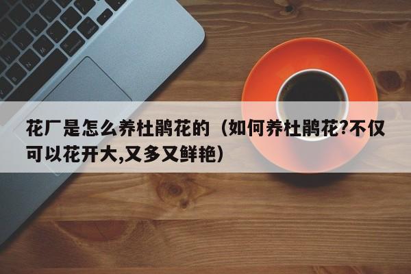 花厂是怎么养杜鹃花的（如何养杜鹃花?不仅可以花开大,又多又鲜艳）