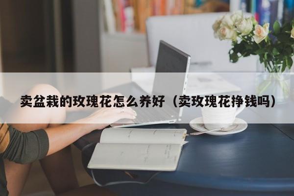 卖盆栽的玫瑰花怎么养好（卖玫瑰花挣钱吗）