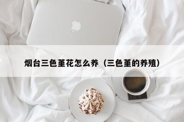 烟台三色堇花怎么养（三色堇的养殖）