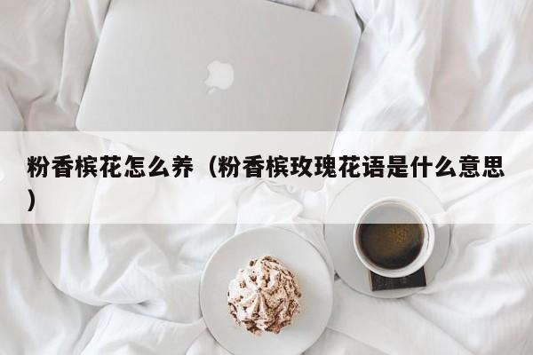 粉香槟花怎么养（粉香槟玫瑰花语是什么意思）