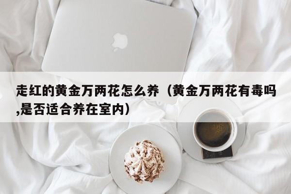 走红的黄金万两花怎么养（黄金万两花有毒吗,是否适合养在室内）