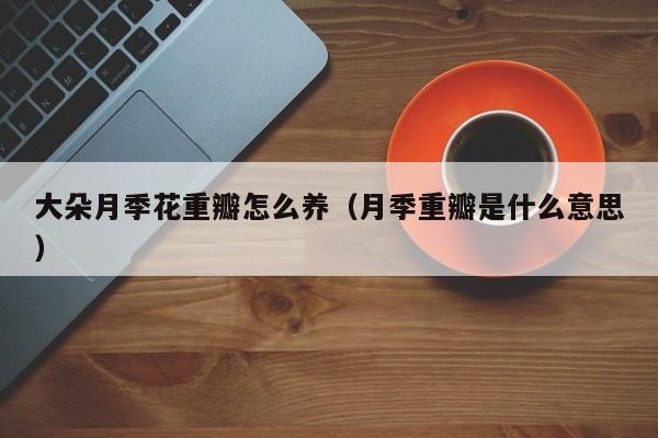 大朵月季花重瓣怎么养（月季重瓣是什么意思）
