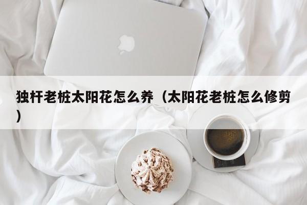 独杆老桩太阳花怎么养（太阳花老桩怎么修剪）