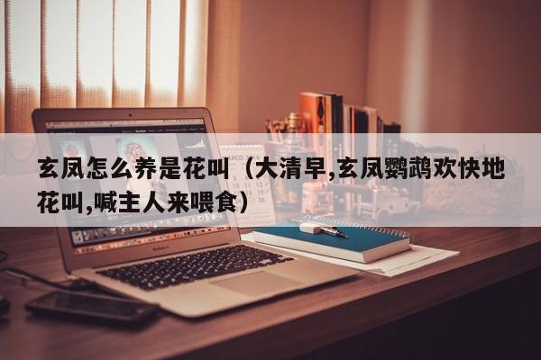玄凤怎么养是花叫（大清早,玄凤鹦鹉欢快地花叫,喊主人来喂食）