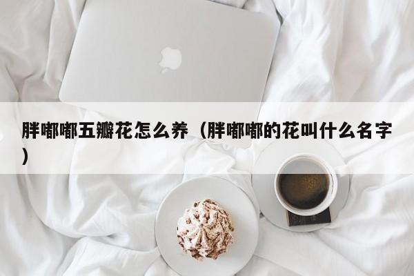 胖嘟嘟五瓣花怎么养（胖嘟嘟的花叫什么名字）