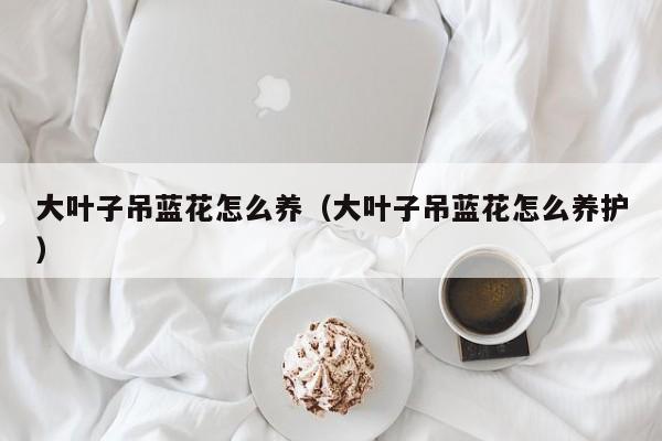 大叶子吊蓝花怎么养（大叶子吊蓝花怎么养护）