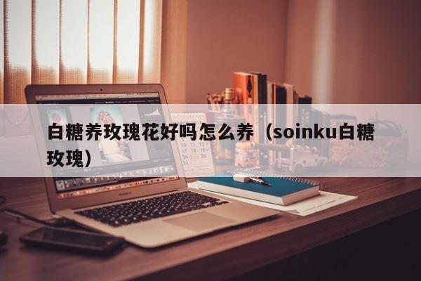 白糖养玫瑰花好吗怎么养（soinku白糖玫瑰）