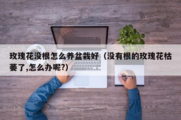 玫瑰花没根怎么养盆栽好（没有根的玫瑰花枯萎了,怎么办呢?）