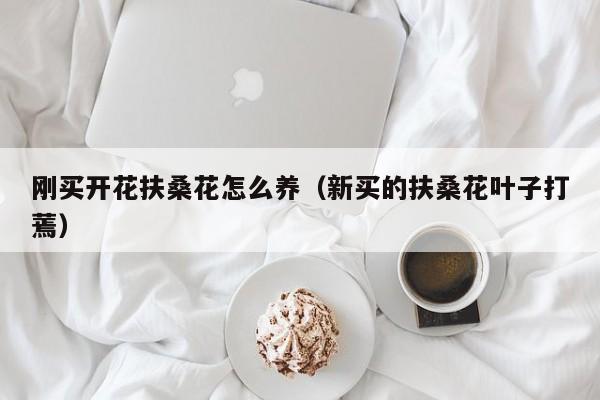 刚买开花扶桑花怎么养（新买的扶桑花叶子打蔫）