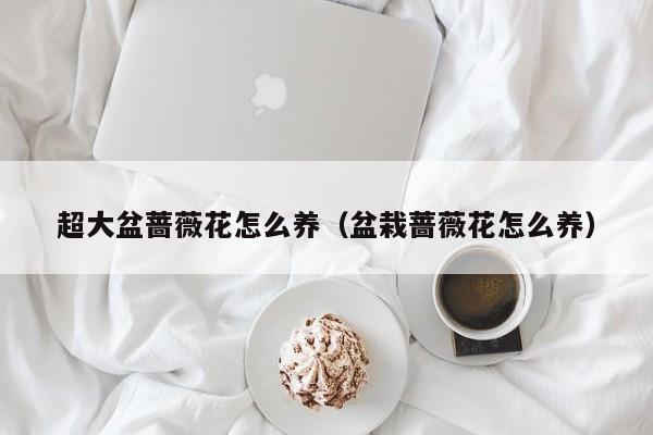超大盆蔷薇花怎么养（盆栽蔷薇花怎么养）