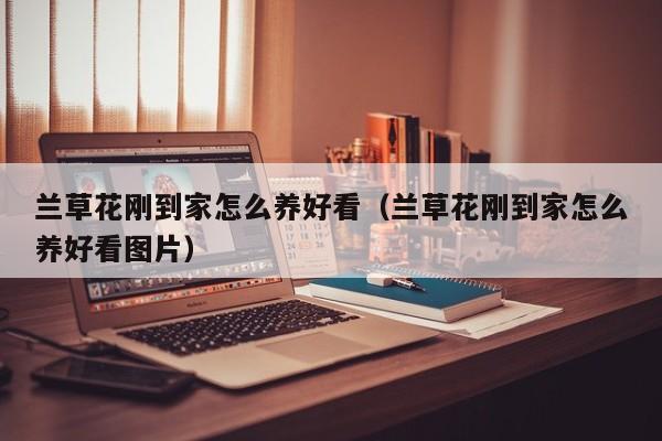 兰草花刚到家怎么养好看（兰草花刚到家怎么养好看图片）