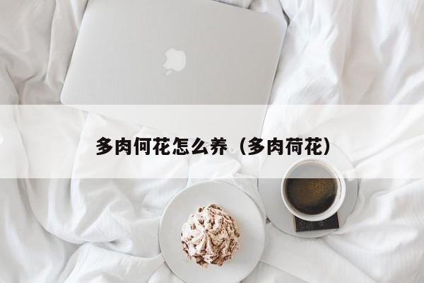 多肉何花怎么养（多肉荷花）