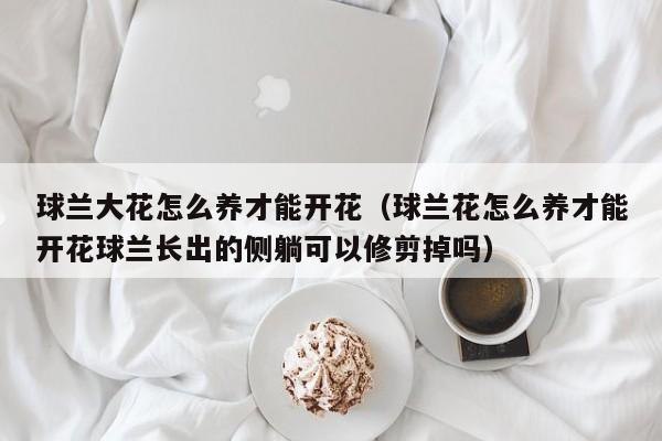 球兰大花怎么养才能开花（球兰花怎么养才能开花球兰长出的侧躺可以修剪掉吗）