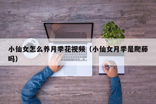 小仙女怎么养月季花视频（小仙女月季是爬藤吗）