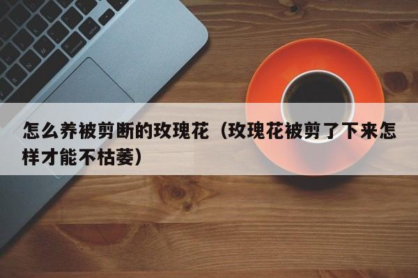 怎么养被剪断的玫瑰花（玫瑰花被剪了下来怎样才能不枯萎）
