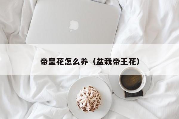 帝皇花怎么养（盆栽帝王花）