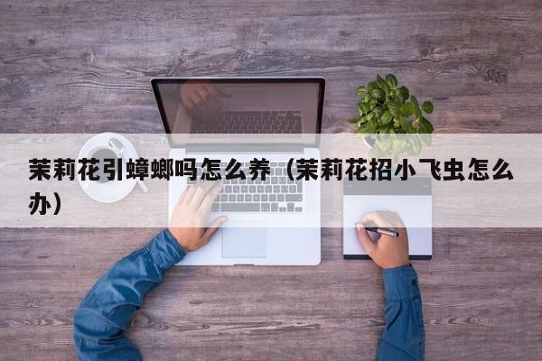 茉莉花引蟑螂吗怎么养（茉莉花招小飞虫怎么办）