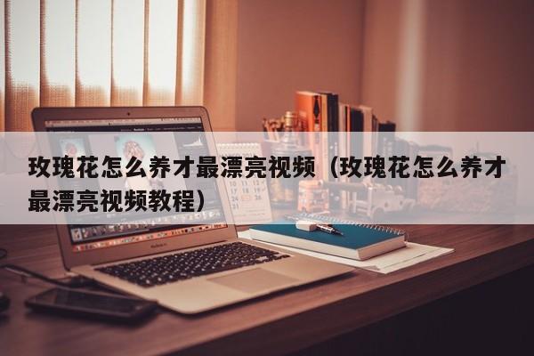 玫瑰花怎么养才最漂亮视频（玫瑰花怎么养才最漂亮视频教程）