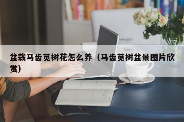 盆栽马齿苋树花怎么养（马齿苋树盆景图片欣赏）