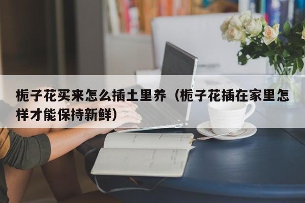 栀子花买来怎么插土里养（栀子花插在家里怎样才能保持新鲜）