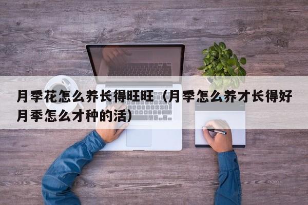 月季花怎么养长得旺旺（月季怎么养才长得好月季怎么才种的活）
