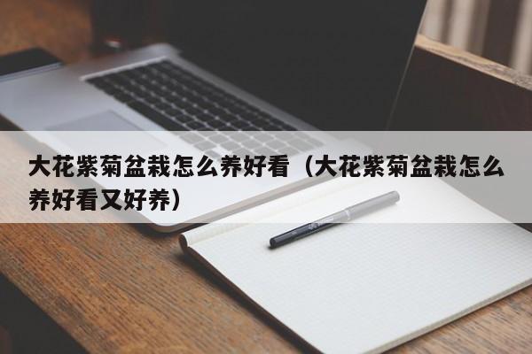 大花紫菊盆栽怎么养好看（大花紫菊盆栽怎么养好看又好养）