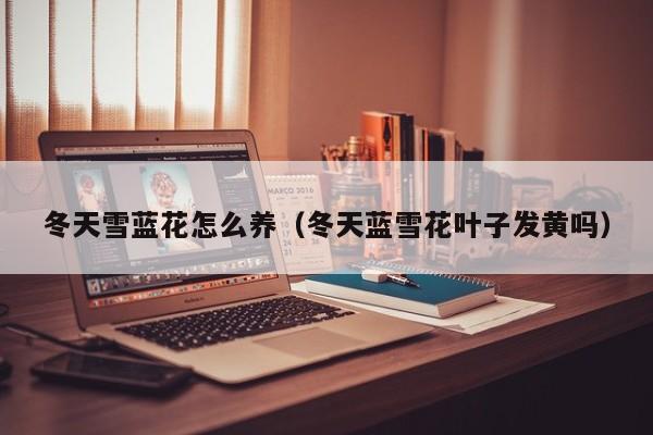 冬天雪蓝花怎么养（冬天蓝雪花叶子发黄吗）