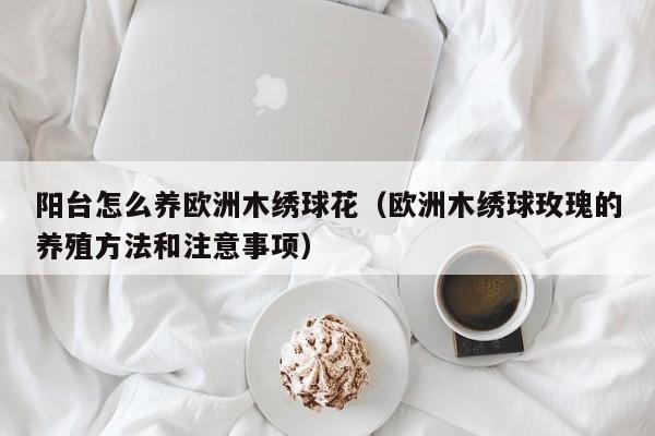 阳台怎么养欧洲木绣球花（欧洲木绣球玫瑰的养殖方法和注意事项）