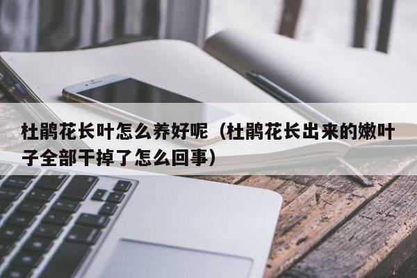 杜鹃花长叶怎么养好呢（杜鹃花长出来的嫩叶子全部干掉了怎么回事）