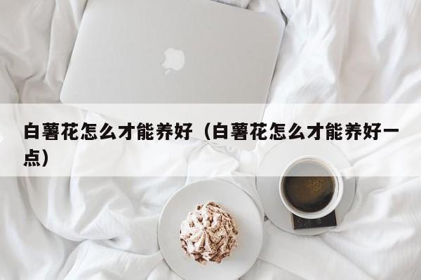 白薯花怎么才能养好（白薯花怎么才能养好一点）