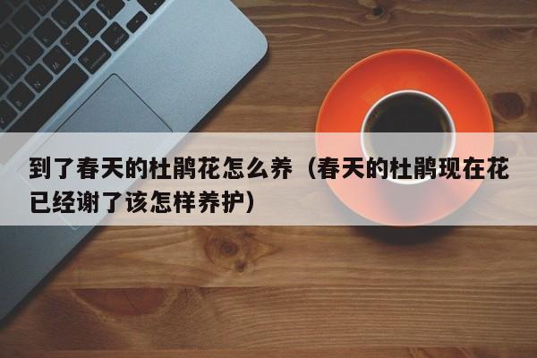 到了春天的杜鹃花怎么养（春天的杜鹃现在花已经谢了该怎样养护）