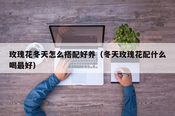 玫瑰花冬天怎么搭配好养（冬天玫瑰花配什么喝最好）