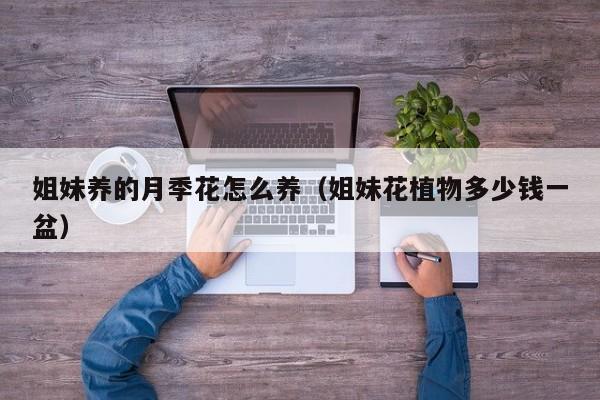 姐妹养的月季花怎么养（姐妹花植物多少钱一盆）