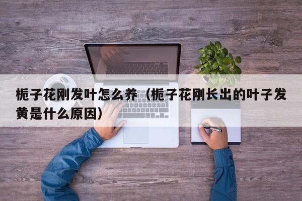 栀子花刚发叶怎么养（栀子花刚长出的叶子发黄是什么原因）