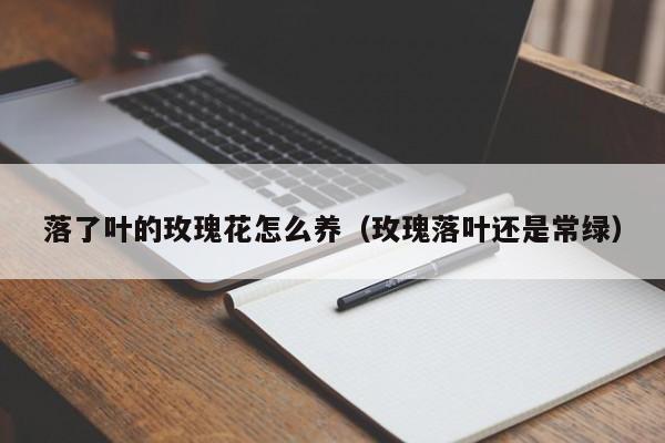 落了叶的玫瑰花怎么养（玫瑰落叶还是常绿）
