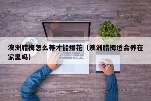 澳洲腊梅怎么养才能爆花（澳洲腊梅适合养在家里吗）